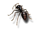 Genus Camponotus